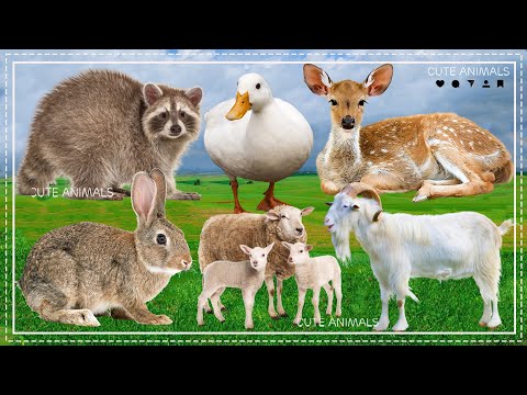 The fun of familiar animals: Skunk, Duck, Sika deer, Rabbit, Sheep, Goat - vivid animal sounds