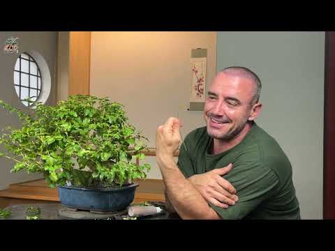 COMO FAZER BONSAI A PARTIR DE UM GALHO DE SACRIFÍCIO