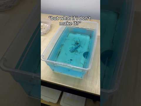 They abandoned this axolotlโฆ