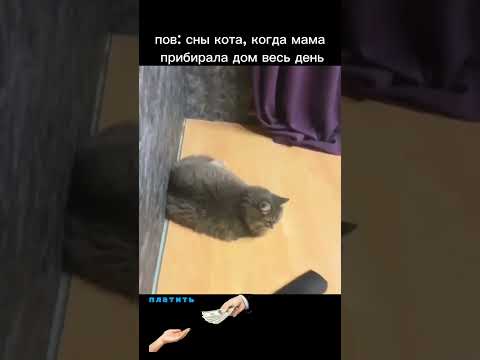 Пов: сны кота ^._.^ #cats #memes #shorts