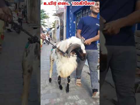 விற்பனைக்கு / உயிர் எடை 100kg / 55kg Mutton  / பக்ரீத் கிடா / தென்காசி /9629123757/ @tamilvivasayi