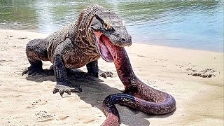 This Komodo Dragon Attacked The Wrong Prey And Paid Dearly For It!
