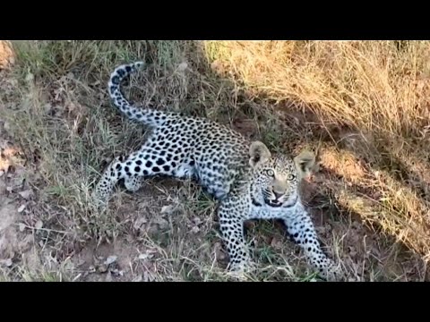 Leopard Cub Interacting With Mom In Kruger National Park