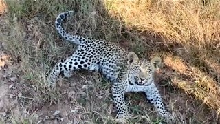 Leopard Cub Interacting With Mom In Kruger National Park