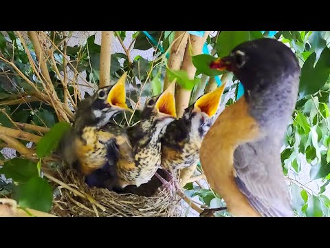 GoPro Watches Baby Robins Grow Up, And I Commit A Major Fail