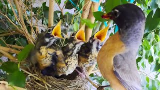 GoPro Watches Baby Robins Grow Up, And I Commit A Major Fail