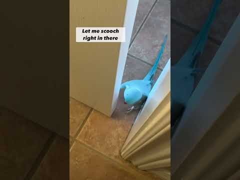 This Is privacy With A Bird…😅 #birds #parrot #funny #cute #pets