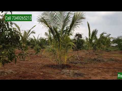 City Nearest Mix Fruit Farm For Sale With Boundary Wall