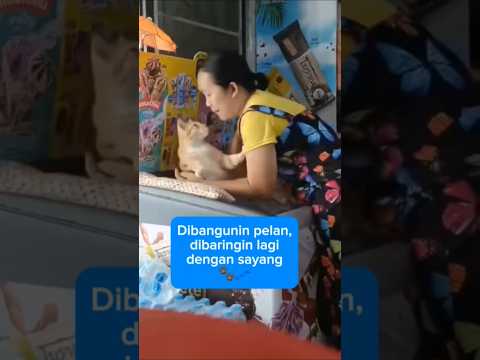 Kucing ini tidur di atas lemari es krim, tapi lihat gimana cara bosnya ngebangunin 😍🐱