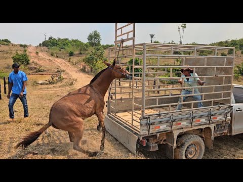 A MULA FOI EMBORA DA FAZENDA 😨 FOMOS BUSCAR