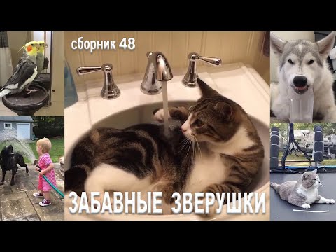 Самые смешные животные😂Приколы с котами и собаками 2023😺🐶Сборник48. МУЛЬТПАРАД COMEDY