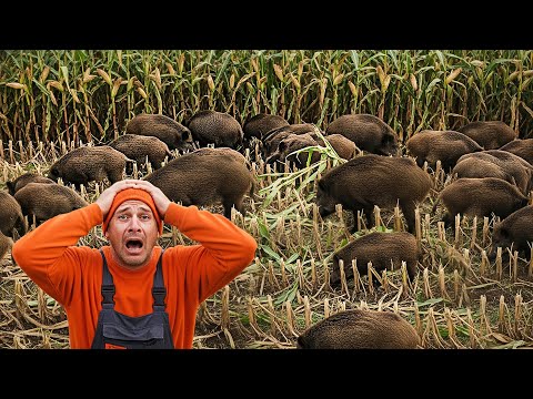 THEY EAT THE FIELD'S CROP! How do farmers deal with wild boars?