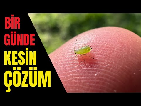 DOĞAL YAPRAK BİTİ İLACI (%100 ETKİLİ Natural pesticide) KOKUSU İLE TÜM ZARARLILARI UZAKLAŞTIRIR !