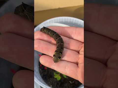 Rescuing one of the UK’s most beautiful animals