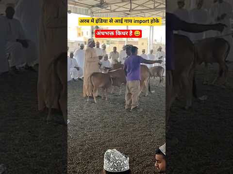 इंडिया से आई गाय अरब में ।। #vlog #minivlog #youtubeshorts #ytshorts #gulflife #news #viral #fyp