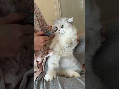 The Secret to Calm Cats