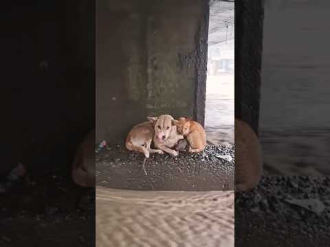 Not enemies. Just two souls fighting to survive. #philippines #bagyo #typhoon #flood #dogs