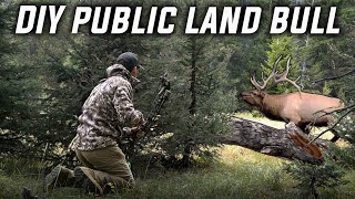 DIY New Mexico Public Land Archery Elk!
