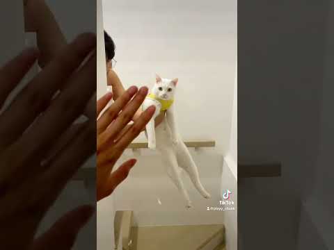 เป็นไงอิแก่ ไข่ขาวนั่งชิงช้า