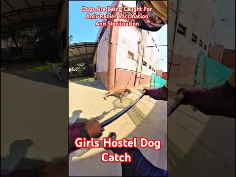 Girls Hostel Dog Catch up #dog #dogwithpublicsafety #ytviral #shorts #catch