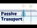 Exploring Passive Transport Mechanisms