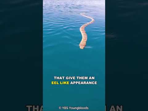 Sea Snake | The Deadly Sea Serpent
