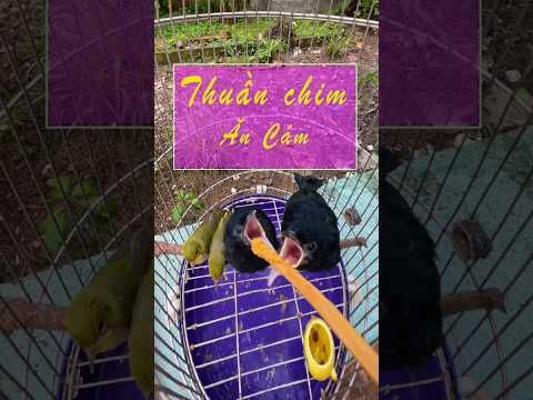 Cách vào cám cho chim đã tập truyền ổ!