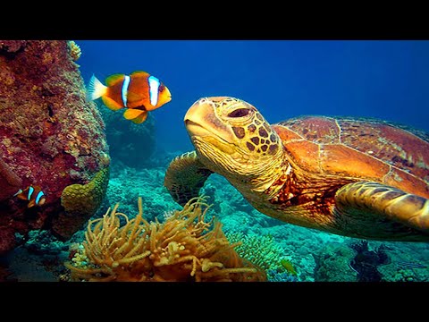 11 HOURS Stunning 4K Underwater footage + Music | Nature Relaxation™ Rare &amp; Colorful Sea Life Video