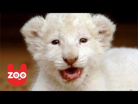 SIX Rare White Lion Cubs Are Snowing Cuteness On Us!