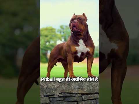 Who will win pitbull or tiger?? #shorts #viral #short