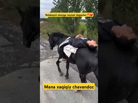 Mana xaqiqiy chavandoz. Kanalga obuna bo‘ling. Videoga like bosib ketamiz #darvoza #biznes #chorva #