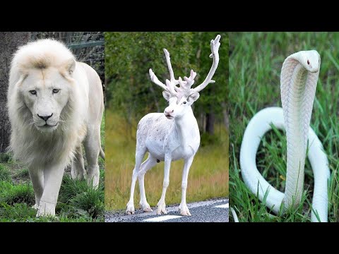 10 सफ़ेद जानवर जिन्हें देखने के लिए नसीब लगता है ,आप भी जरुर देखलो || 10 White Animals In The World