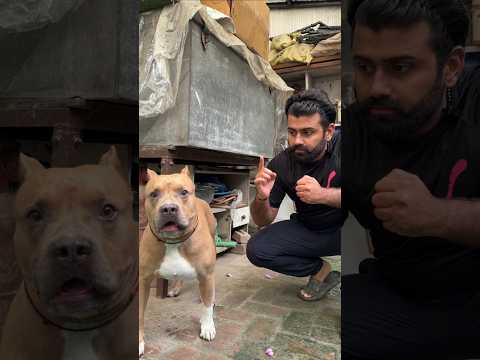 akhir Rottweiler ne attack kyu kia? 😑🙄  #amanandbully #rottweiler #pitbulldog