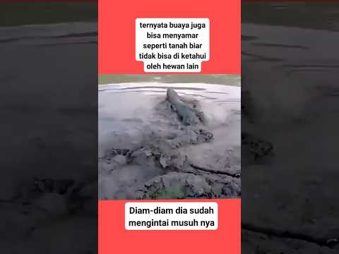 Ternyata buaya bisa juga menyamar jadi tanah untuk mengintai musuh
