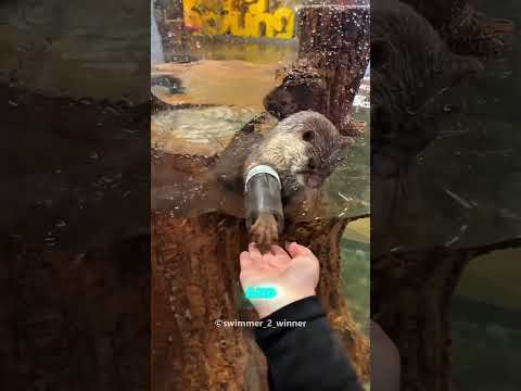 The girl gave food to the otter 🦦