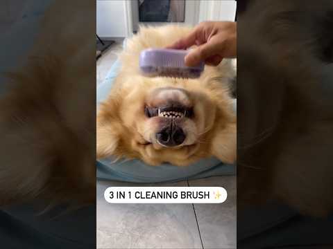 SPA Brush Day✨️🐶 #dogproducts #petproducts #dogowners #catowners #petowners