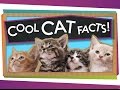 Amazing Facts About Cats