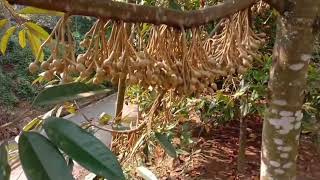 setelah 3 kali di pupuk pembuahan ahirnya durian saya berbunga yang sangat lebat semoga jadi buah