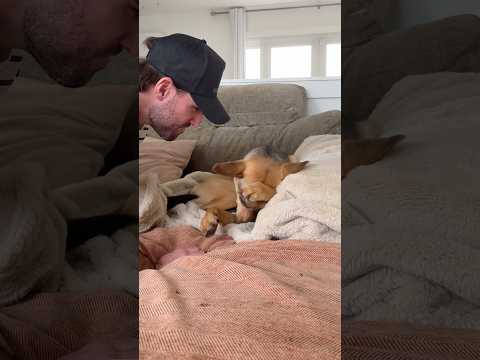 Rescue puppy gets bashful after he gets a kiss