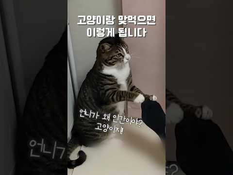 집사를 하찮게 여길수도 있는거임? 그럴수 있으니 조심해라
