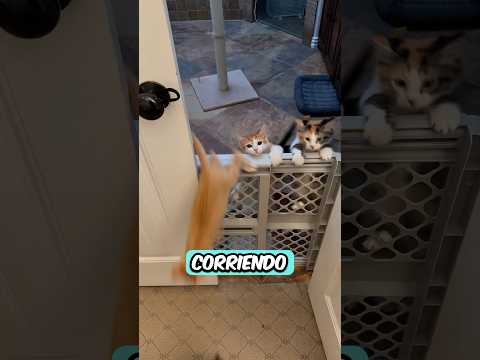 El último es tan lindo 😍