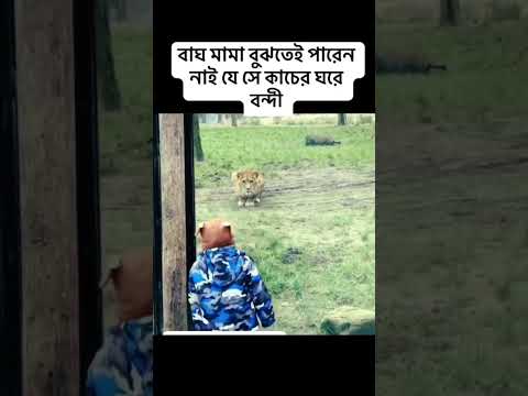 হিংস্র বাঘ ছেলেটির সঙ্গে কি করল! বাকিটা ইতিহাস #shorts #tiger #emotional #foryou