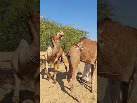 جمل كبير مع شريكه