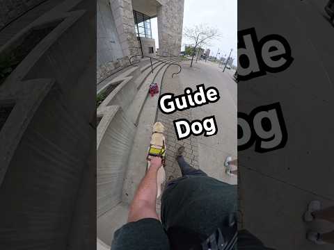 Guide Dog Navigates Around Handrails #guidedog #dog #dogs