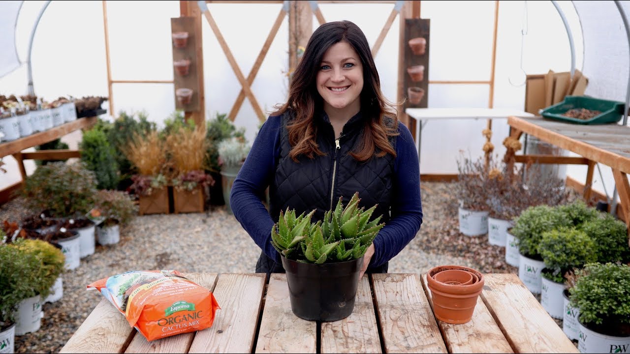 Separating an Aloe! #60