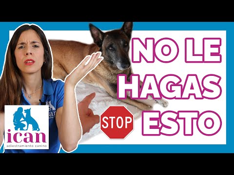 ANSIEDAD POR SEPARACIÓN en PERROS (Técnicas y errores) | Adiestramiento Canino