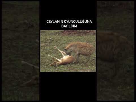 Ceylan'ın oyunculuğuna bayıldım