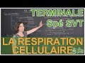 Cellular Respiration Concepts