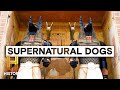 Dogs' Sensing Abilities and Behaviors