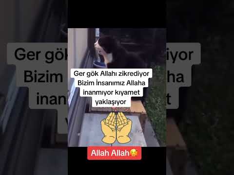 Kedi Ne Diyor Sizce? #shorts #cat #kedi #kediler #allah #iman #islam #islamic #mümin #shortvideo